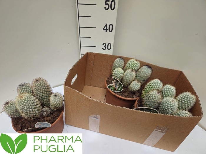 <h4>MAMM SPINOSISSIMA</h4>