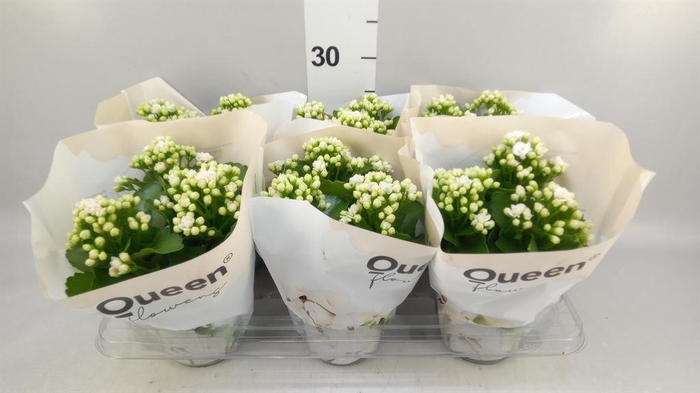 <h4>Kalanchoe  'RoseFlow Greta'</h4>