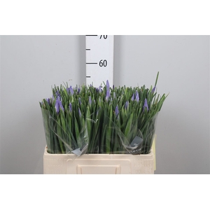 Iris Shanghai