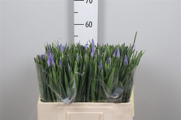 <h4>Iris Shanghai</h4>