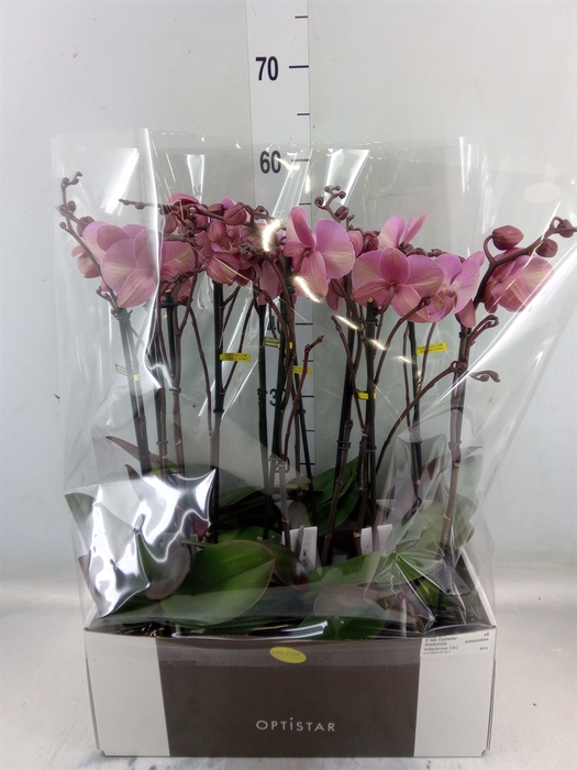 <h4>Phalaenopsis   ...rose</h4>