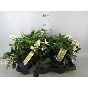Helleborus niger 'Christmas Carol'