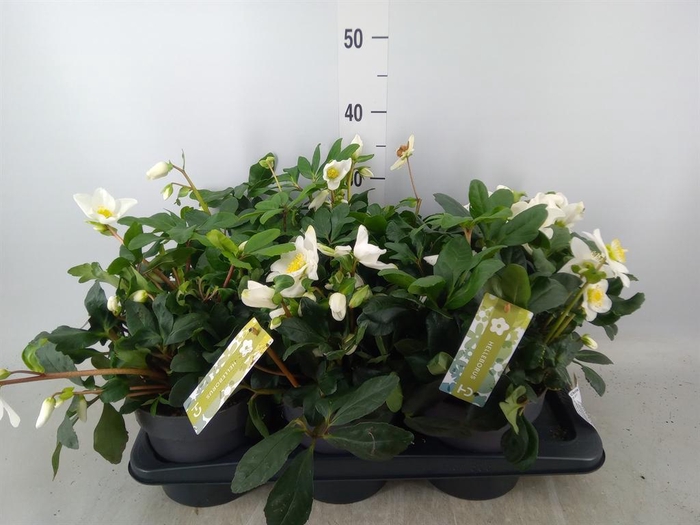 <h4>Helleborus niger 'Christmas Carol'</h4>