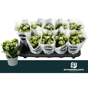 KAL GE PERFECTA WHIT