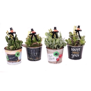 Crassula mix 8,5cm in zinken silvester potje + silvester bijsteker