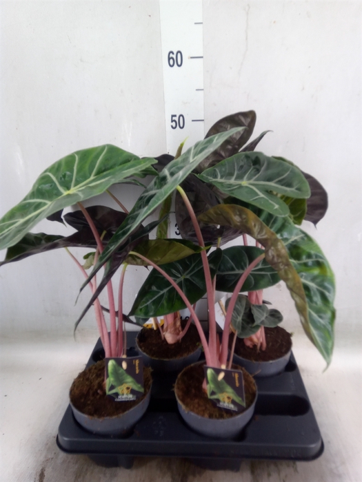 <h4>Alocasia   ...</h4>