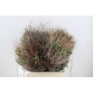 Euph Spinoza Medium 400gr P Bunch