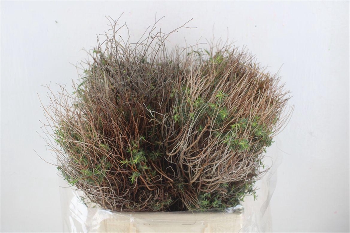 <h4>Euph Spinoza Medium 400gr P Bunch</h4>