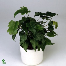 Philodendron xanadu