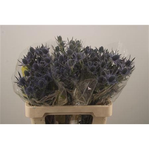 Eryngium Mag Blue Lagoon