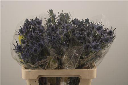 <h4>Eryngium Mag Blue Lagoon</h4>