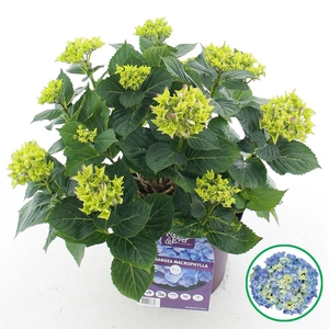 Hydrangea macr. Forever & Ever® Blauw C5 (23cm.) Kn.