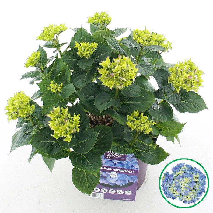 <h4>Hydrangea macr. Forever & Ever® Blauw C5 (23cm.) Kn.</h4>