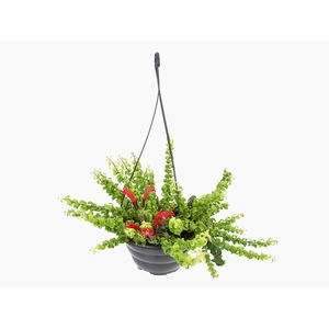 AESCHYNANTHUS TWISTER C21