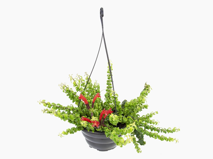 <h4>AESCHYNANTHUS TWISTER C21</h4>