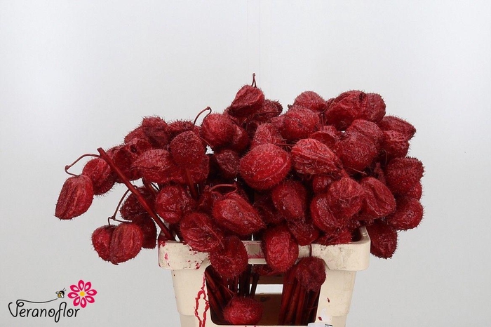 <h4>SNIJBLOEMEN KLB H%</h4>