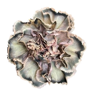 DI ST MOLLY BLACK CARAMEL