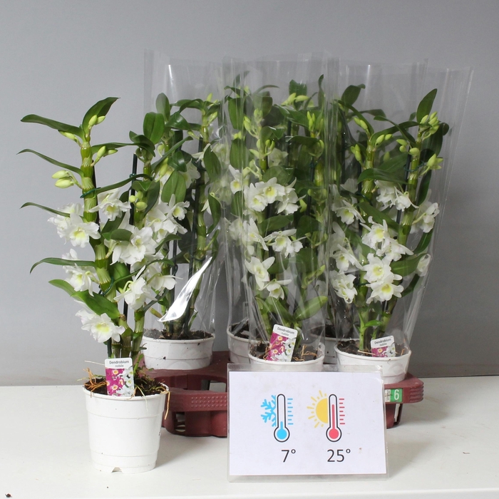 <h4>DENDR N SC APOLLON</h4>