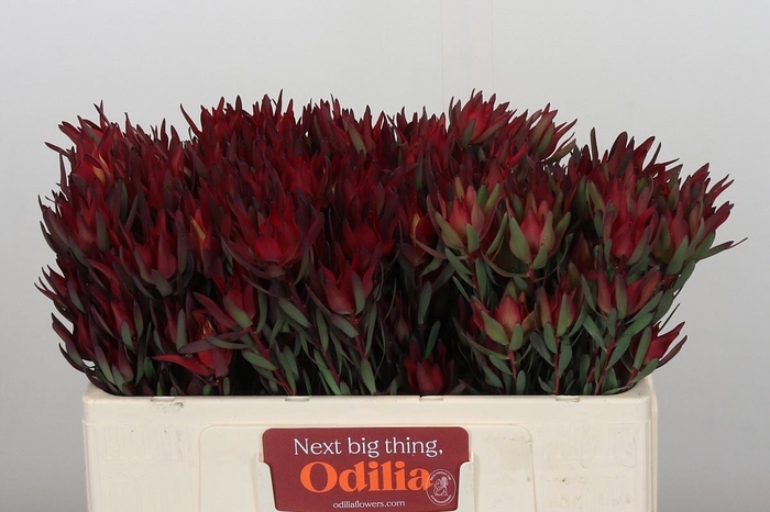 <h4>LEUCAD SAL BLUSH</h4>