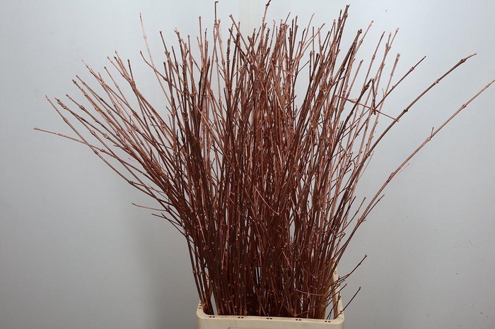 <h4>Cornus Koper</h4>