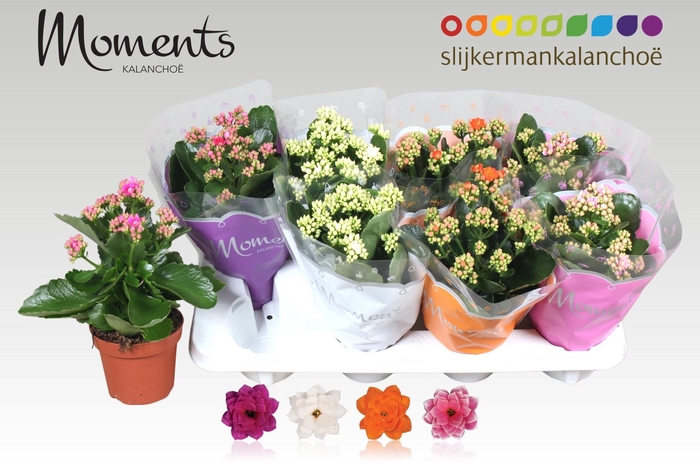 <h4>KAL GE GEM 4 KL</h4>