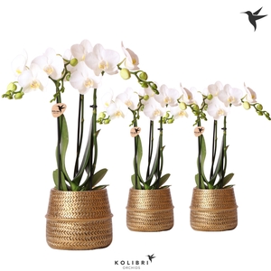 Kolibri Orchids Phalaenopsis white 3 spike in Groove pot gold