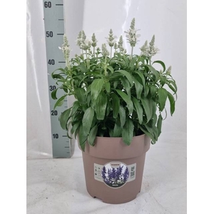 SALVIA FARINACEA
