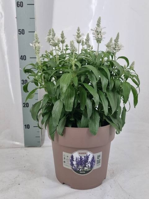 <h4>SALVIA FARINACEA</h4>