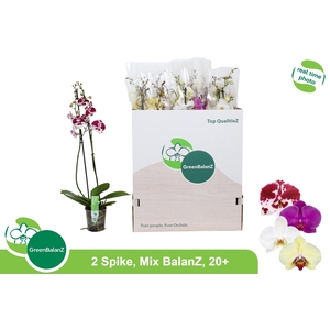 PHAL GEM