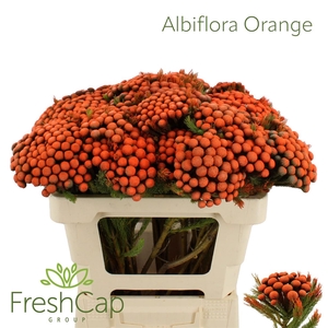 Albiflora Orange