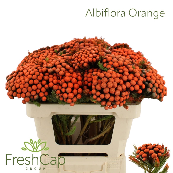 <h4>Albiflora Orange</h4>