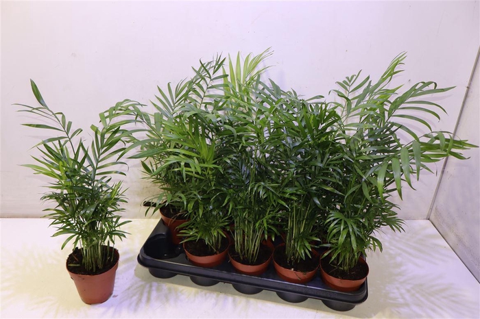<h4>Chamaed Elegans</h4>