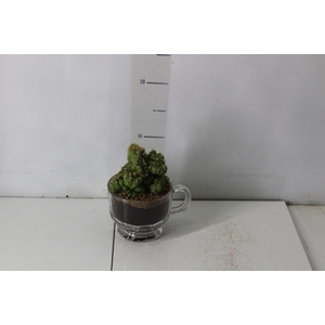 COQUETEL PLANTAS ORNAMENTAIS T2