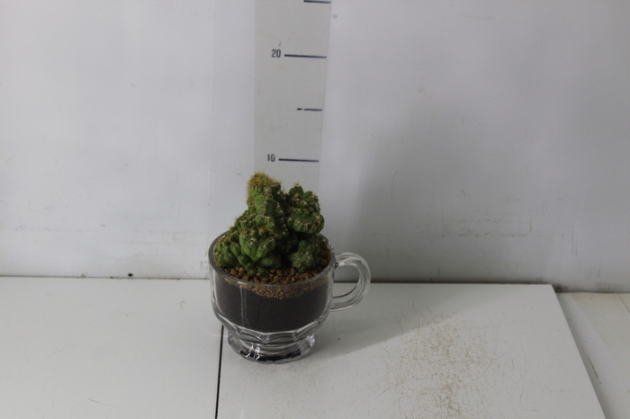 <h4>COQUETEL PLANTAS ORNAMENTAIS T2</h4>
