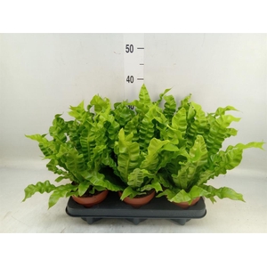 Asplenium nidus 'Crispy Wave'