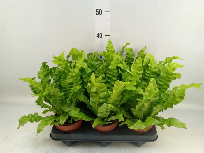 <h4>Asplenium nidus 'Crispy Wave'</h4>