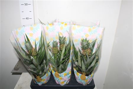 <h4>Ananas Mi Amigo</h4>