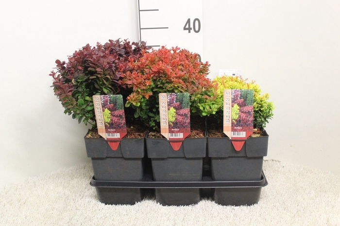 <h4>Berberis thunbergii</h4>