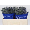 Eryngium Blue Dynamite