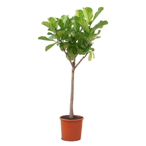 Ficus lyrata