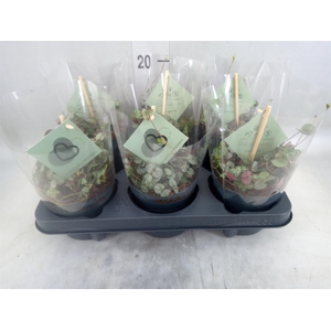 Ceropegia woodii ssp. woodii