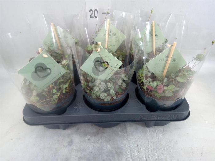 <h4>Ceropegia woodii ssp. woodii</h4>