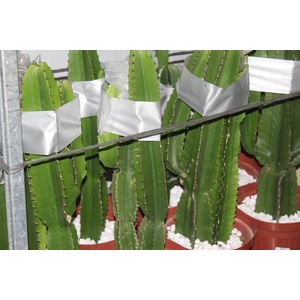 CACTUS EUPHORBIA MANDACARU P30