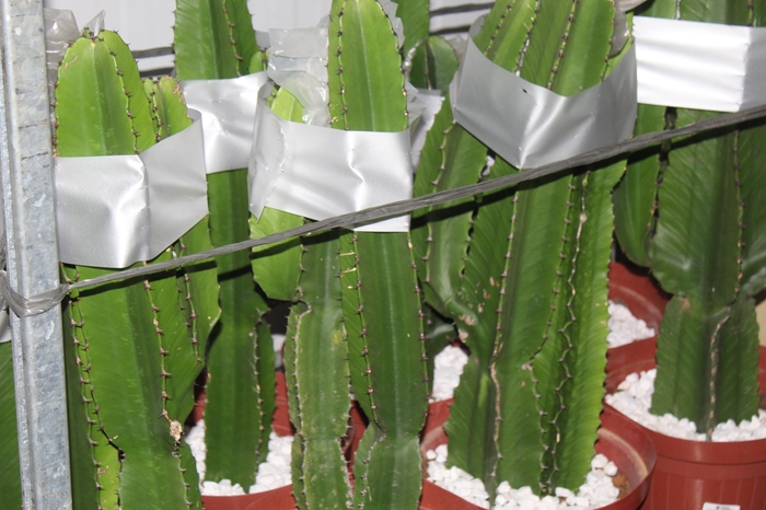 <h4>CACTUS EUPHORBIA MANDACARU P30</h4>