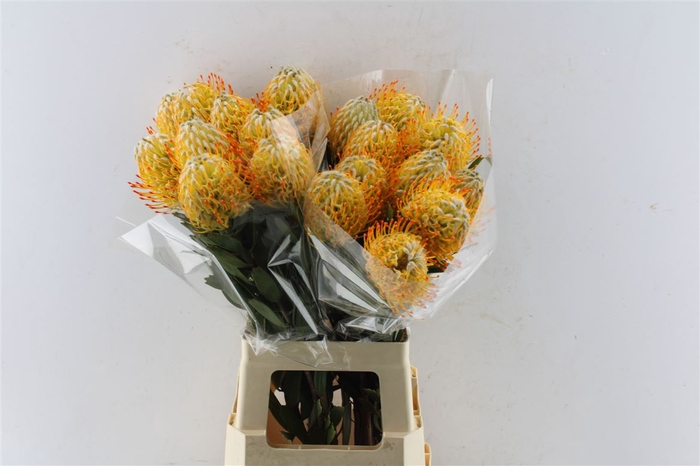 <h4>Leuco Co Goldie</h4>