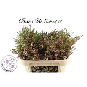 Chame Un My Sweet 16 70cm