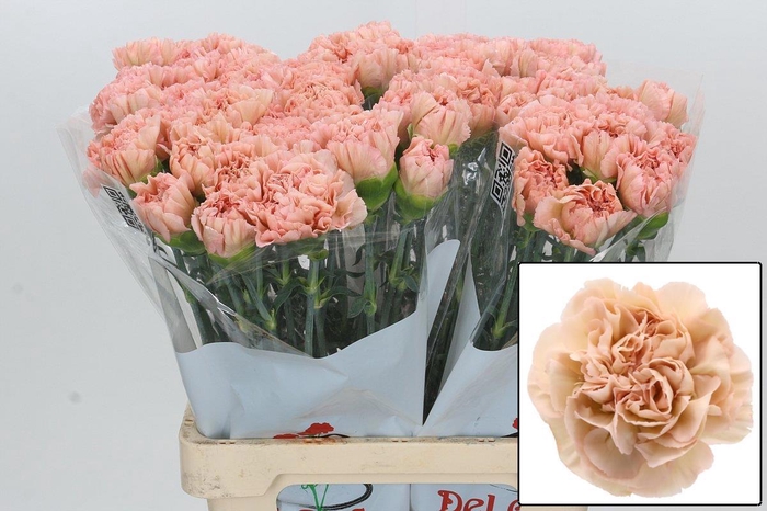 <h4>DI ST LEGE MARRONE</h4>