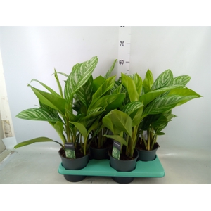 Aglaonema  'Stripes'