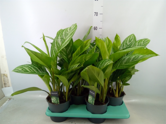 <h4>Aglaonema  'Stripes'</h4>