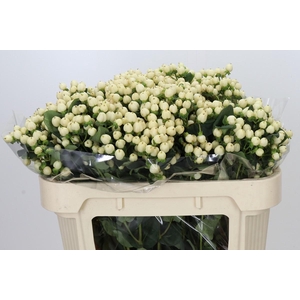 Hypericum Cool Romance Spray